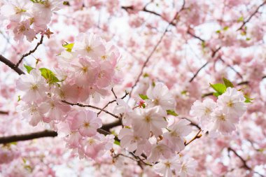 Çiçek açan kiraz ağacı dalı, pembe sakura çiçeği arka planı. Bahar mevsimi, doğa çiçekli arka plan, duvar kağıdı, fon.