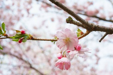 Çiçek açan kiraz ağacı dalı, pembe sakura çiçeği arka planı. Bahar mevsimi, doğa çiçekli arka plan, duvar kağıdı, fon.