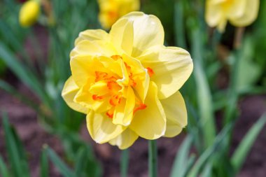 Güzel bahar sarısı çift taç yapraklı nergis çiçeği. Bahar bahçesinde ya da park arka planında dekoratif narsislerden oluşan bir çiçek tarlası. Bitki yetiştirme, çiçek yetiştirme, doğa kavramı.