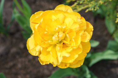 Çiçek açan sarı şakayık şekilli lale çiçeği makrosu, bahçeye yakın. Çifte lale çeşidi, Apeldoor 'un Çifte Güzelliği. Bahar zamanı, bahçe işleri, çiçeklerle uğraşma..