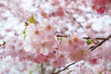 Çiçek açan kiraz ağacı dalı, pembe sakura çiçeği arka planı. Bahar mevsimi, doğa çiçekli arka plan, duvar kağıdı, fon.