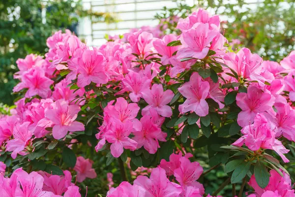 Çiçekli pembe Japon Azalea Ericaceae çalısı, Geyşa Mor, rhododendron çiçeği makrosu, arka plan. Evergreen dekoratif bitki ya da botanik bahçesindeki portakallar. Bahçıvanlık, bitki yetiştirme.