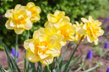Güzel bahar sarısı çift taç yapraklı nergis çiçeği. Bahar bahçesinde ya da park arka planında dekoratif narsislerden oluşan bir çiçek tarlası. Bitki yetiştirme, çiçek yetiştirme, doğa kavramı.