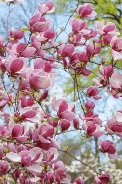 Pembe Magnolia soulangeana, parkta Alba Superba çiçekleri ya da yeşil arka planda fotokopi alanı olan bir ağaç dalı. Doğa, çiçek, bahçıvanlık, bitki yetiştirme.