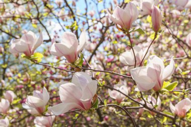 Pembe Magnolia soulangeana, parkta Alba Superba çiçekleri ya da yeşil arka planda fotokopi alanı olan bir ağaç dalı. Doğa, çiçek, bahçıvanlık, bitki yetiştirme.