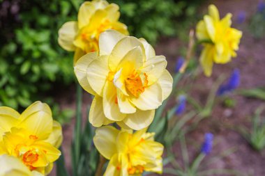 Güzel bahar sarısı çift taç yapraklı nergis çiçeği. Bahar bahçesinde ya da park arka planında dekoratif narsislerden oluşan bir çiçek tarlası. Bitki yetiştirme, çiçek yetiştirme, doğa kavramı.