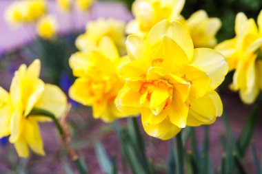 Güzel bahar sarısı çift taç yapraklı nergis çiçeği. Bahar bahçesinde ya da park arka planında dekoratif narsislerden oluşan bir çiçek tarlası. Bitki yetiştirme, çiçek yetiştirme, doğa kavramı.