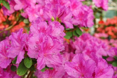 Çiçekli pembe Japon Azalea Ericaceae çalısı, Geyşa Mor, rhododendron çiçeği makrosu, arka plan. Evergreen dekoratif bitki ya da botanik bahçesindeki portakallar. Bahçıvanlık, bitki yetiştirme.