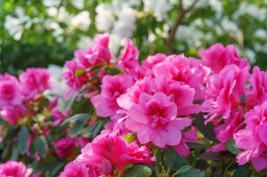 Çiçekli pembe Japon Azalea Ericaceae çalısı, Geyşa Mor, rhododendron çiçeği makrosu, arka plan. Evergreen dekoratif bitki ya da botanik bahçesindeki portakallar. Bahçıvanlık, bitki yetiştirme.
