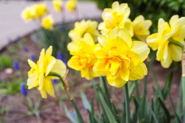 Güzel bahar sarısı çift taç yapraklı nergis çiçeği. Bahar bahçesinde ya da park arka planında dekoratif narsislerden oluşan bir çiçek tarlası. Bitki yetiştirme, çiçek yetiştirme, doğa kavramı.