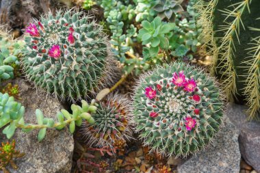 Çiçekli Kaktüs. Kaktacea Mammillaria politali. Botanik bahçesindeki doğal bir kayanın yanında. Sera, sera, portakal, bahçıvanlık, bitki yetiştirme konsepti