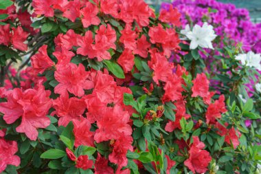 Kırmızı Japon Azalea Ericaceae çalısı tam çiçek açmış, rhododendron çiçeği makrosu, yakın plan. Evergreen dekoratif bitki ya da botanik bahçesindeki portakallar. Bahçıvanlık, bitki yetiştirme.