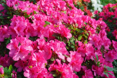 Çiçekli pembe Japon Azalea Ericaceae çalısı, Geyşa Mor, rhododendron çiçeği makrosu, arka plan. Evergreen dekoratif bitki ya da botanik bahçesindeki portakallar. Bahçıvanlık, bitki yetiştirme.