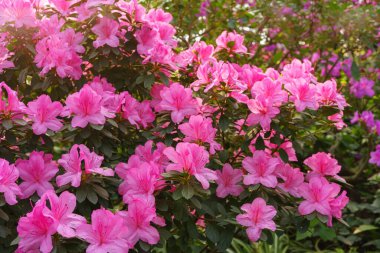 Çiçekli pembe Japon Azalea Ericaceae çalısı, Geyşa Mor, rhododendron çiçeği makrosu, arka plan. Evergreen dekoratif bitki ya da botanik bahçesindeki portakallar. Bahçıvanlık, bitki yetiştirme.