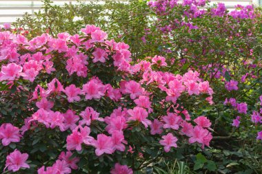 Çiçekli pembe Japon Azalea Ericaceae çalısı, Geyşa Mor, rhododendron çiçeği makrosu, arka plan. Evergreen dekoratif bitki ya da botanik bahçesindeki portakallar. Bahçıvanlık, bitki yetiştirme.