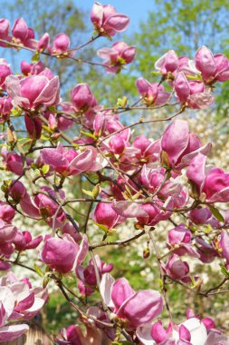 Pembe Magnolia soulangeana, parkta Alba Superba çiçekleri ya da yeşil arka planda fotokopi alanı olan bir ağaç dalı. Doğa, çiçek, bahçıvanlık, bitki yetiştirme.