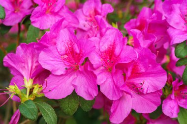 Çiçekli pembe Japon Azalea Ericaceae çalısı, Geyşa Mor, rhododendron çiçeği makrosu, arka plan. Evergreen dekoratif bitki ya da botanik bahçesindeki portakallar. Bahçıvanlık, bitki yetiştirme.