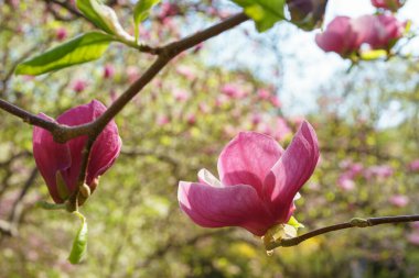 Pembe Magnolia soulangeana, parkta Alba Superba çiçekleri ya da yeşil arka planda fotokopi alanı olan bir ağaç dalı. Doğa, çiçek, bahçıvanlık, bitki yetiştirme.