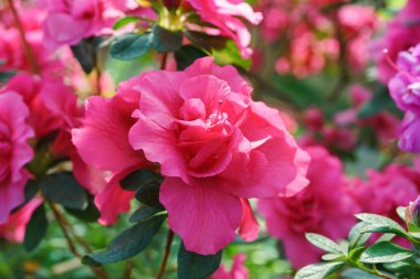 Çiçek açan pembe Japon Azalea Ericaceae çiçekleri, rhododendron çiçeği makrosu, arka plan. Evergreen dekoratif bitki ya da botanik bahçesindeki portakallar. Bahçıvanlık, bitki yetiştirme.