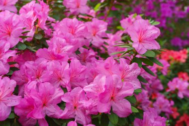 Çiçek açan pembe Japon Azalea Ericaceae çiçekleri, rhododendron çiçeği makrosu, arka plan. Evergreen dekoratif bitki ya da botanik bahçesindeki portakallar. Bahçıvanlık, bitki yetiştirme.
