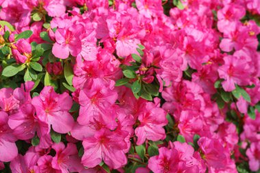 Çiçek açan pembe Japon Azalea Ericaceae çiçekleri, rhododendron çiçeği makrosu, arka plan. Evergreen dekoratif bitki ya da botanik bahçesindeki portakallar. Bahçıvanlık, bitki yetiştirme.