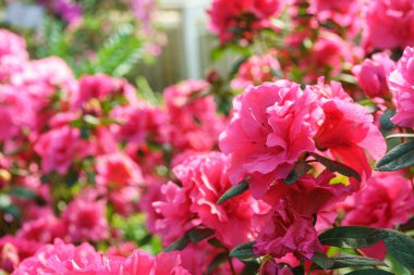 Çiçek açan pembe Japon Azalea Ericaceae çiçekleri, rhododendron çiçeği makrosu, arka plan. Evergreen dekoratif bitki ya da botanik bahçesindeki portakallar. Bahçıvanlık, bitki yetiştirme.