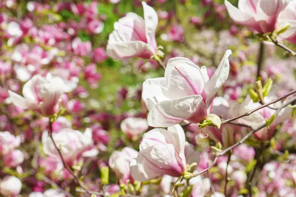 Pembe Magnolia soulangeana, parkta Alba Superba çiçekleri ya da yeşil arka planda fotokopi alanı olan bir ağaç dalı. Doğa, çiçek, bahçıvanlık, bitki yetiştirme.