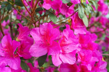 Çiçek açan pembe Japon Azalea Ericaceae çiçekleri, rhododendron çiçeği makrosu, arka plan. Evergreen dekoratif bitki ya da botanik bahçesindeki portakallar. Bahçıvanlık, bitki yetiştirme.