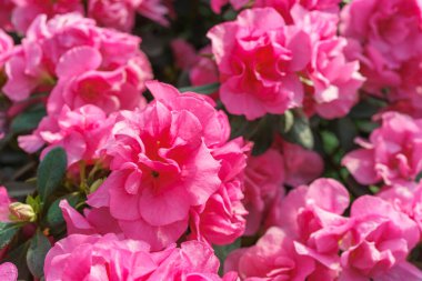 Çiçek açan pembe Japon Azalea Ericaceae çiçekleri, rhododendron çiçeği makrosu, arka plan. Evergreen dekoratif bitki ya da botanik bahçesindeki portakallar. Bahçıvanlık, bitki yetiştirme.