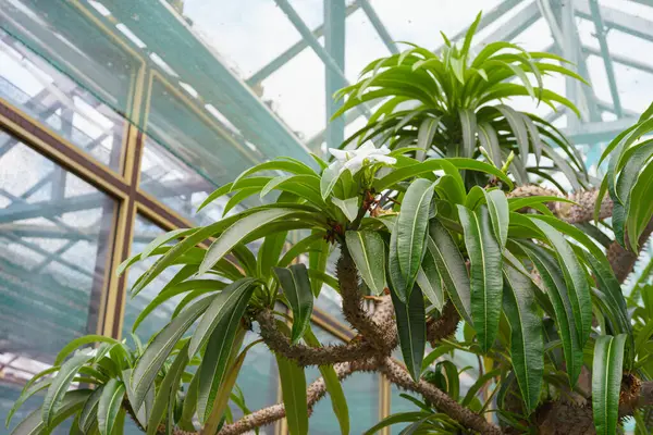  Pachypodium lamerei ya da Madagaskar palmiyesi, bitki bahçesindeki sulu bitki sera arka planının çatısında. Bitki yetiştirme, bahçıvanlık. . 
