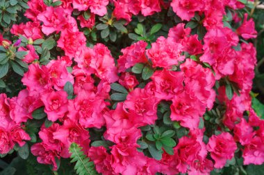 Çiçek açan pembe Japon Azalea Ericaceae çiçekleri, rhododendron çiçeği makrosu, arka plan. Evergreen dekoratif bitki ya da botanik bahçesindeki portakallar. Bahçıvanlık, bitki yetiştirme.