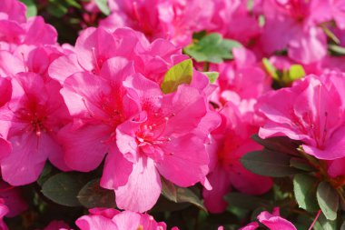 Çiçek açan pembe Japon Azalea Ericaceae çiçekleri, rhododendron çiçeği makrosu, arka plan. Evergreen dekoratif bitki ya da botanik bahçesindeki portakallar. Bahçıvanlık, bitki yetiştirme.