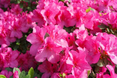 Çiçek açan pembe Japon Azalea Ericaceae çiçekleri, rhododendron çiçeği makrosu, arka plan. Evergreen dekoratif bitki ya da botanik bahçesindeki portakallar. Bahçıvanlık, bitki yetiştirme.