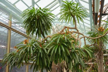 Pachypodium lamerei ya da Madagaskar palmiyesi, bitki bahçesindeki sulu bitki sera arka planının çatısında. Bitki yetiştirme, bahçıvanlık. .