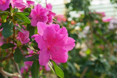 Çiçek açan pembe Japon Azalea Ericaceae çiçekleri, rhododendron çiçeği makrosu, arka plan. Evergreen dekoratif bitki ya da botanik bahçesindeki portakallar. Bahçıvanlık, bitki yetiştirme.