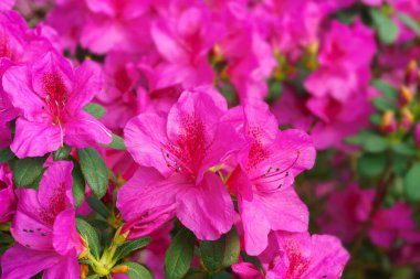Çiçek açan pembe Japon Azalea Ericaceae çiçekleri, rhododendron çiçeği makrosu, arka plan. Evergreen dekoratif bitki ya da botanik bahçesindeki portakallar. Bahçıvanlık, bitki yetiştirme.