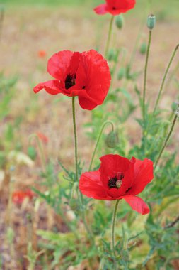 Kırmızı gelincikler, papaver çiçekleri yabani tarlalarda çiçek açar ya da güneşli yaz günlerinde yeşil çimlerde çayır açar. Doğa, çiçek arkaplanı, arkaplan, duvar kağıdı.