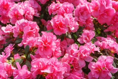 Çiçek açan pembe Japon Azalea Ericaceae çiçekleri, rhododendron çiçeği makrosu, arka plan. Evergreen dekoratif bitki ya da botanik bahçesindeki portakallar. Bahçıvanlık, bitki yetiştirme.