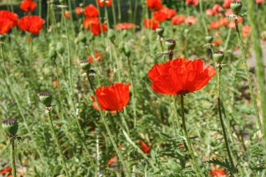 Kırmızı gelincikler, papaver çiçekleri yabani tarlalarda çiçek açar ya da güneşli yaz günlerinde yeşil çimlerde çayır açar. Doğa, çiçek arkaplanı, arkaplan, duvar kağıdı.