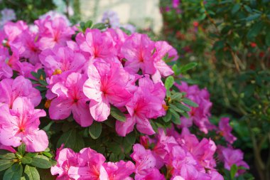 Çiçek açan pembe Japon Azalea Ericaceae çiçekleri, rhododendron çiçeği makrosu, arka plan. Evergreen dekoratif bitki ya da botanik bahçesindeki portakallar. Bahçıvanlık, bitki yetiştirme.