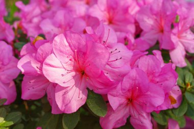 Çiçek açan pembe Japon Azalea Ericaceae çiçekleri, rhododendron çiçeği makrosu, arka plan. Evergreen dekoratif bitki ya da botanik bahçesindeki portakallar. Bahçıvanlık, bitki yetiştirme.