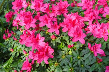 Çiçek açan pembe Japon Azalea Ericaceae çiçekleri, rhododendron çiçeği makrosu, arka plan. Evergreen dekoratif bitki ya da botanik bahçesindeki portakallar. Bahçıvanlık, bitki yetiştirme.