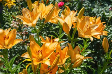 Turuncu zambak çalıları yaz günü çiçek açar. Bahçe dekoratif zambakları. Kapalı beyaz yapraklar. Bahçe fotoğrafçılığı. Yeşil arka planda çiçek duvar kağıdı