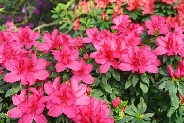 Çiçek açan pembe Japon Azalea Ericaceae çiçekleri, rhododendron çiçeği makrosu, arka plan. Evergreen dekoratif bitki ya da botanik bahçesindeki portakallar. Bahçıvanlık, bitki yetiştirme.