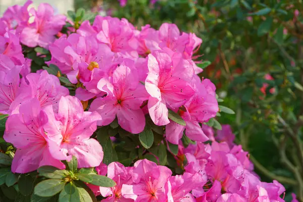 Çiçek açan pembe Japon Azalea Ericaceae çiçekleri, rhododendron çiçeği makrosu, arka plan. Evergreen dekoratif bitki ya da botanik bahçesindeki portakallar. Bahçıvanlık, bitki yetiştirme.