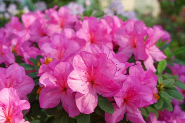 Çiçek açan pembe Japon Azalea Ericaceae çiçekleri, rhododendron çiçeği makrosu, arka plan. Evergreen dekoratif bitki ya da botanik bahçesindeki portakallar. Bahçıvanlık, bitki yetiştirme.