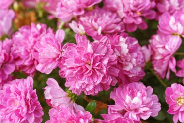 Taze, parlak, pembe kasımpatı çiçekleri yaklaş, makro. Güneşli bir günde, sonbahar bahçesinde çiçek açan çalılar. Tebrik kartı, duvar kağıdı, afiş, başlık için çiçek arkaplanı.