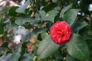Kırmızı Camelia japonica 'nın çiçekleri, botanik bahçesindeki her zaman yeşil olan bitkiler ya da yeşil yapraklı portakallar. Genel kamelya, Japon kamelyası, ya da tsubaki yakın çekim, makro.