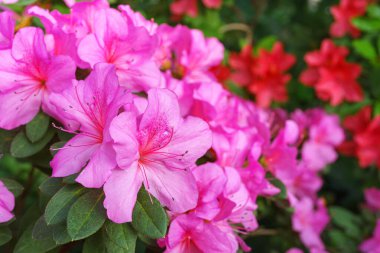 Çiçek açan pembe Japon Azalea Ericaceae çiçekleri, rhododendron çiçeği makrosu, arka plan. Evergreen dekoratif bitki ya da botanik bahçesindeki portakallar. Bahçıvanlık, bitki yetiştirme.