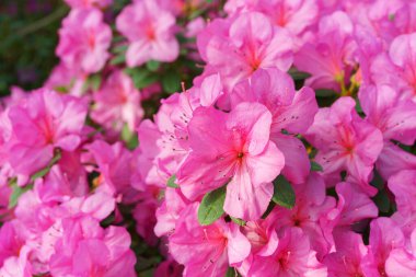 Çiçek açan pembe Japon Azalea Ericaceae çiçekleri, rhododendron çiçeği makrosu, arka plan. Evergreen dekoratif bitki ya da botanik bahçesindeki portakallar. Bahçıvanlık, bitki yetiştirme.